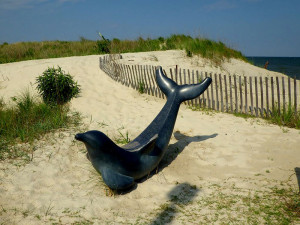 Cape Charles Dolphin 