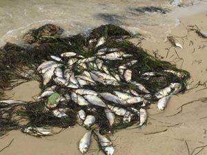 Menhaden washed up on Smith Beach (photo RH Meyers)