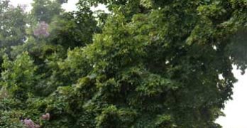 monroe_tree22