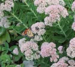 pollinators