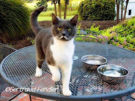 fendler_cat