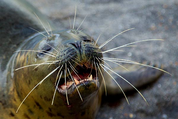 harbor-seal2