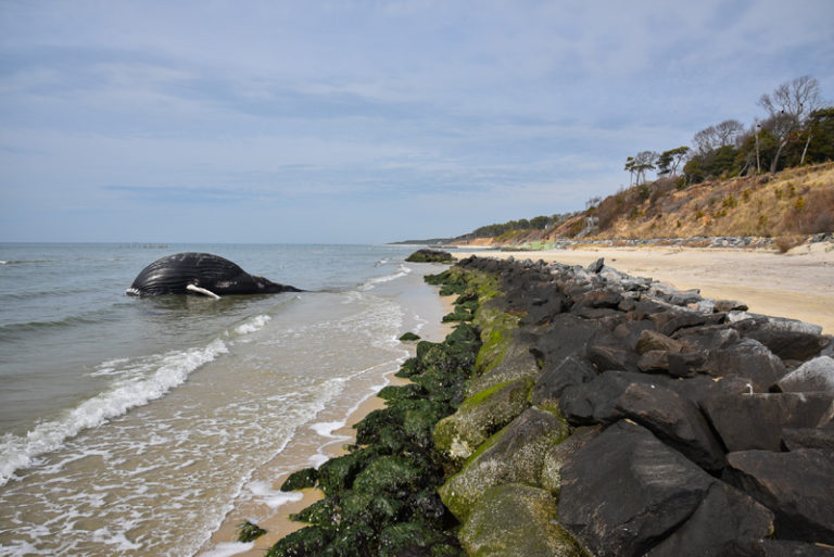 whale2