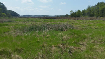 brownsville_marsh