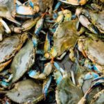 blue_crabs_bay