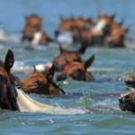 ponyswim