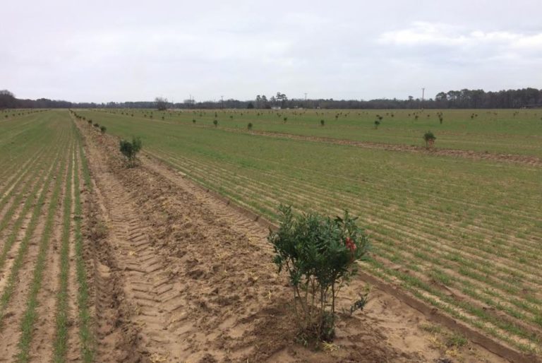 dcr_plantings2
