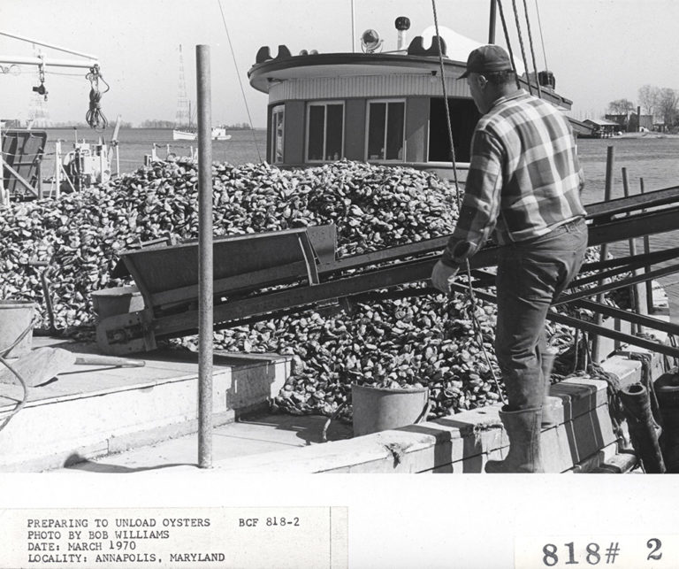 unloading-oysters-1970-lg