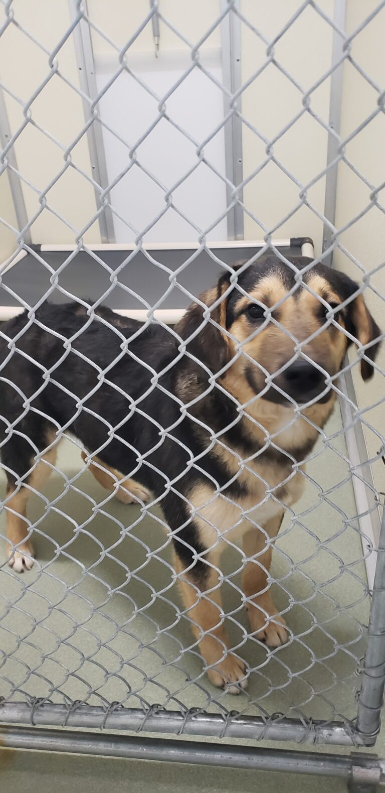 founddog_feb21