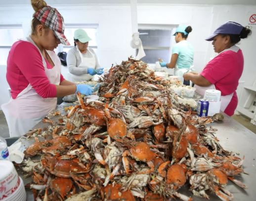 crab_workers_pickers