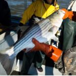 stiped_bass_rockfish