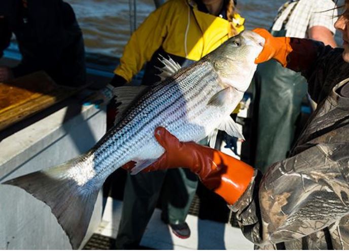stiped_bass_rockfish