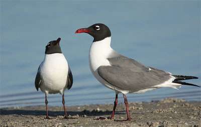 laughing_sea_gull_birds