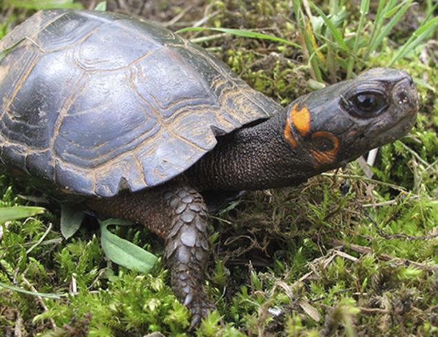 bog_turtle