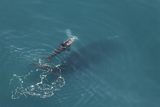 rightwhale