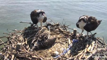 osprey