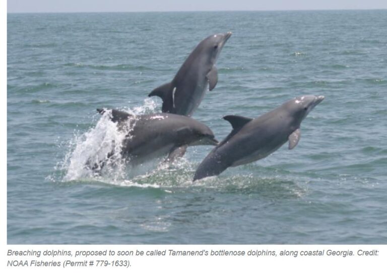dolphins