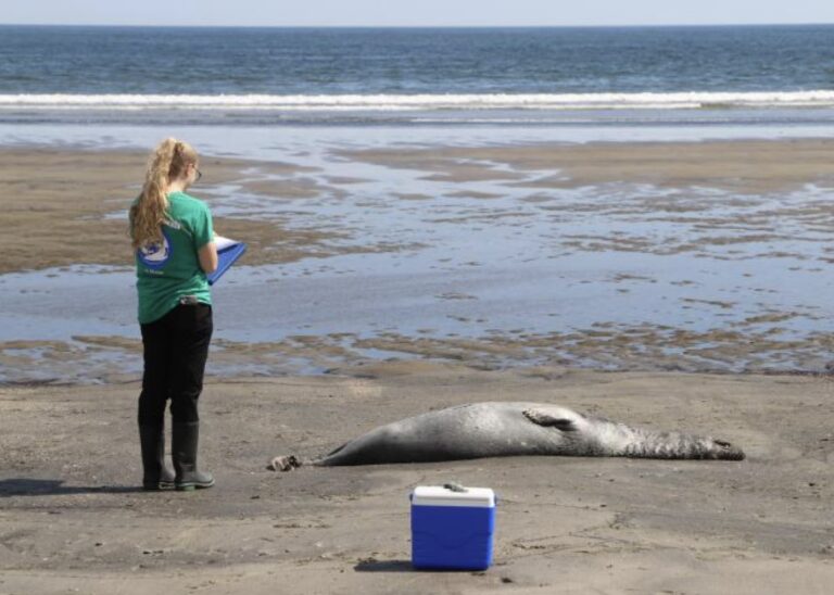 dead_seal_maine