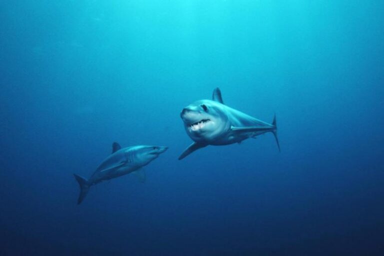 mako_shark