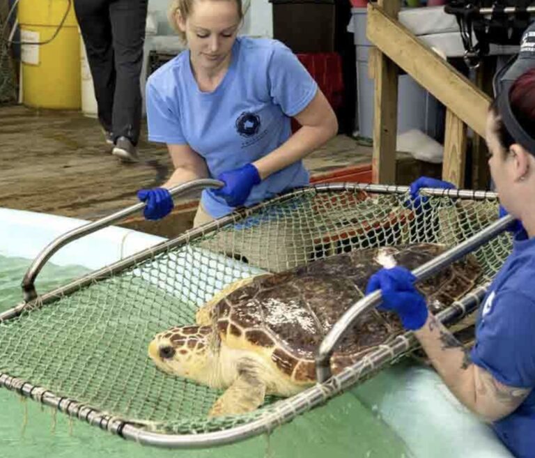 VA_aquarium_turtle_strading
