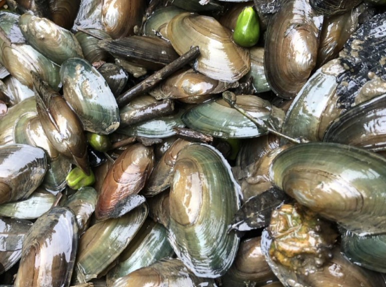 Virginia Mussels help clean up the Bay CAPE CHARLES MIRROR