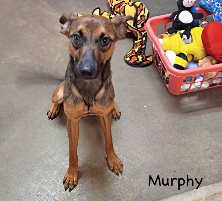 murphy