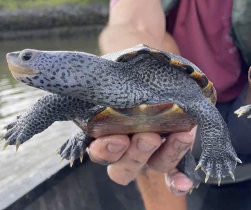 Kayakers Needed to Help Diamondback Terrapins CAPE CHARLES MIRROR