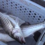 rockfish_striped_bass