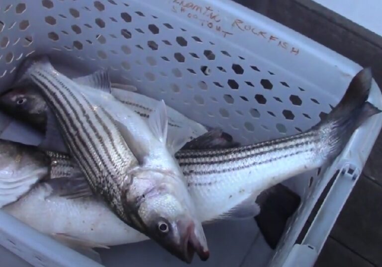 rockfish_striped_bass