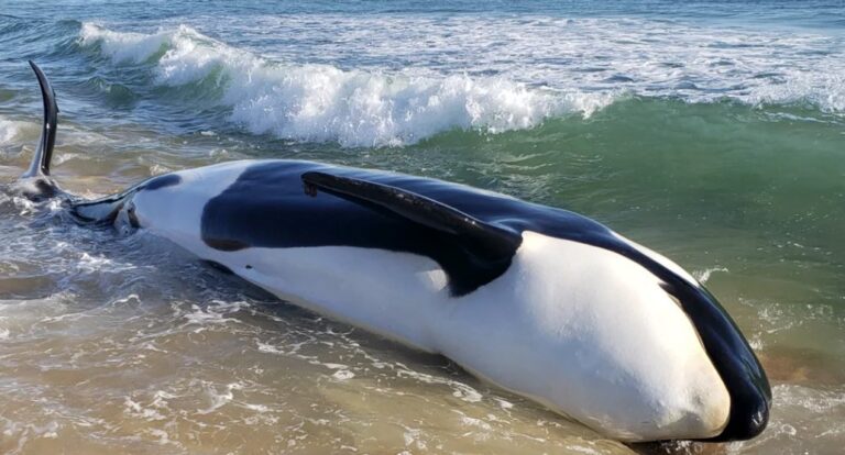 Orca_whale