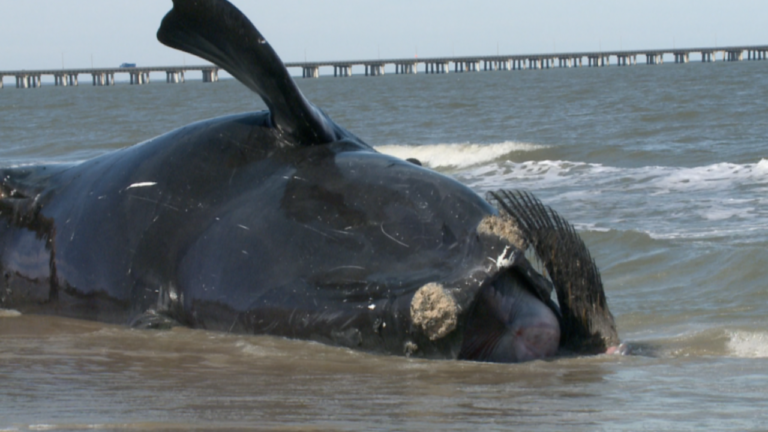whale_stranded