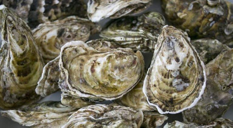 oyster