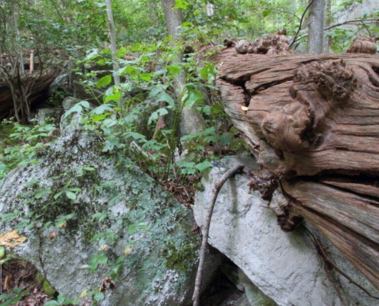 forest_parks_chestnut_ridge