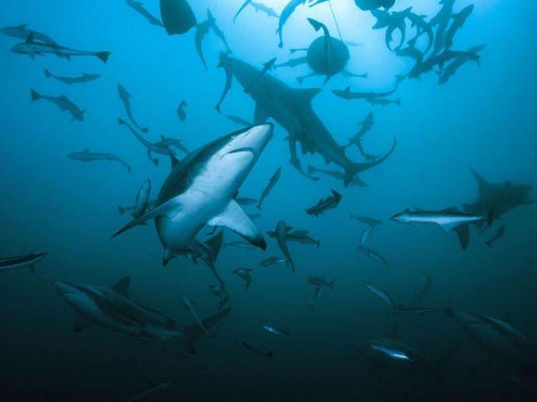Blacktip_shark