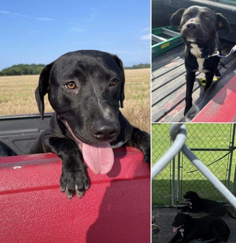 esraf_dogs_july22_2023