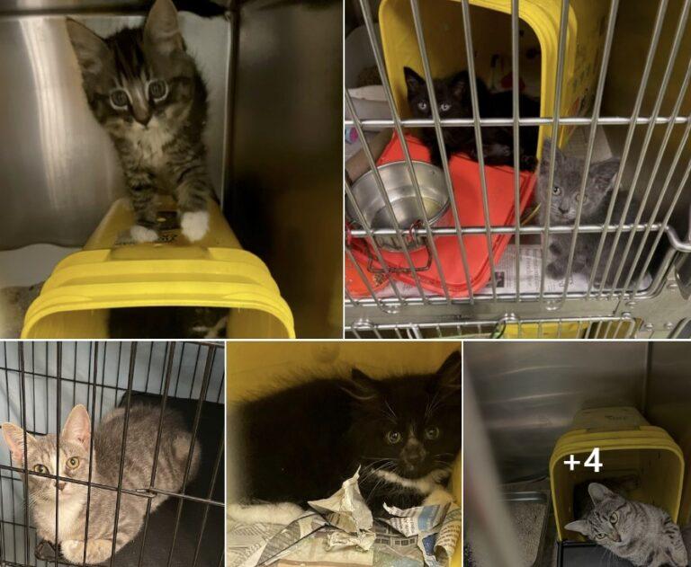 esraf_kittens_july23