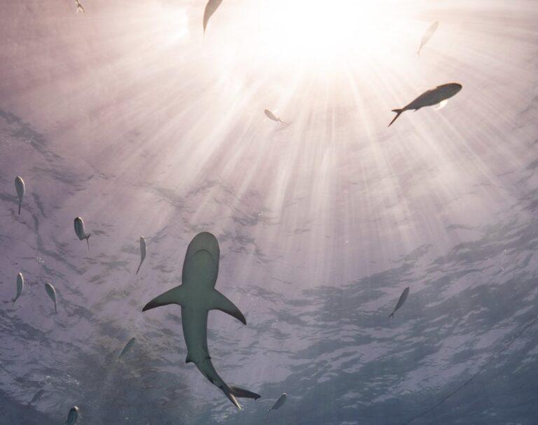 shark_safina