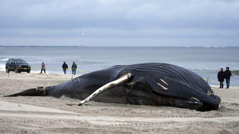 NY-Whale