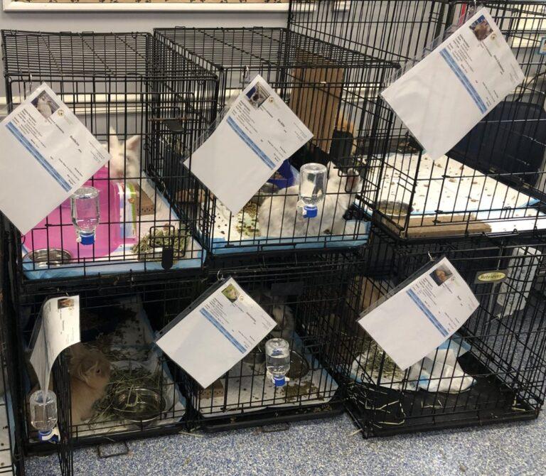 esraf_rabbits_foster