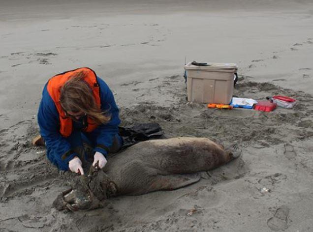 noaa_sea_lion_kills
