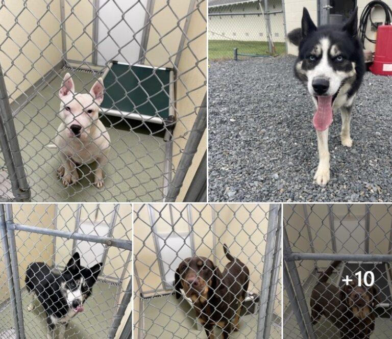 stray_dogs_esraf_melfa
