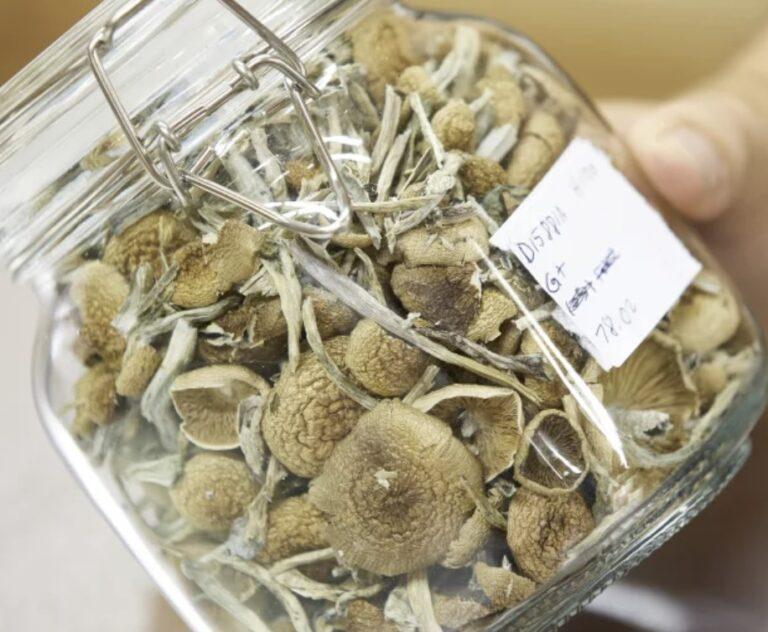 Magic_mushrooms