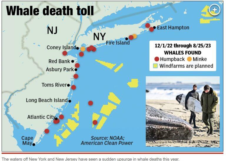 whale_death_toll