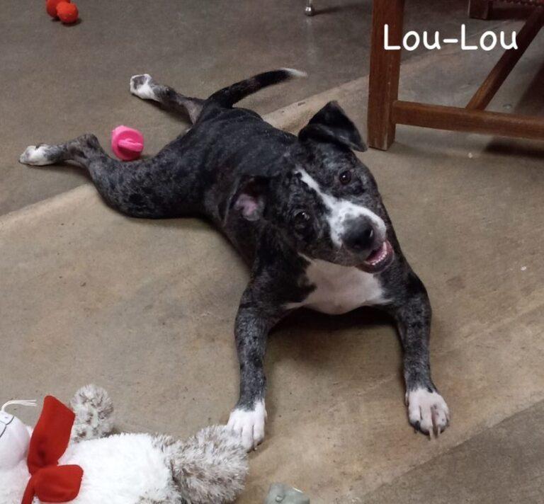 Lou-Lou