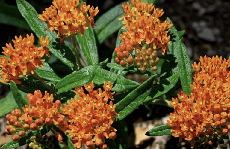 butterfly_weed_virginia_native_plants