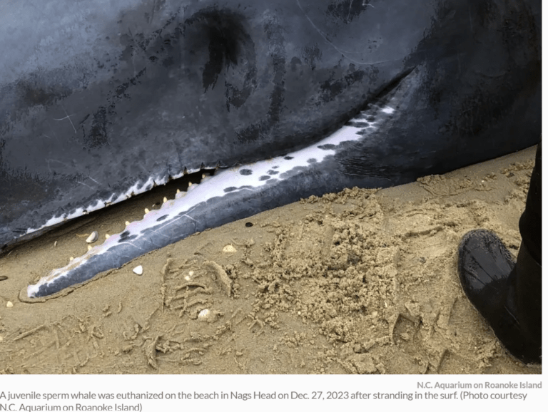 sperm_whale_obx