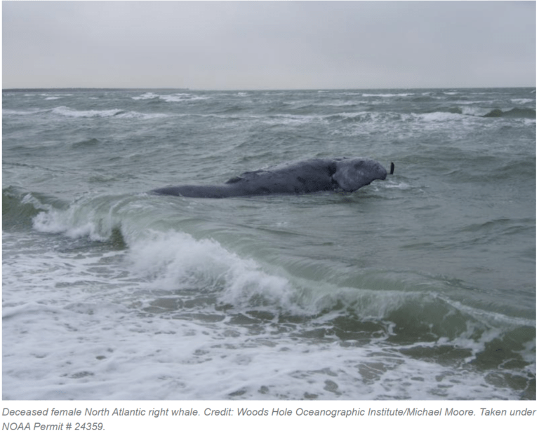 whale_martha_vineyard