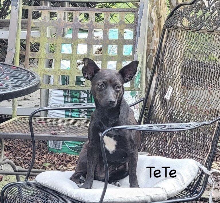 Te_te
