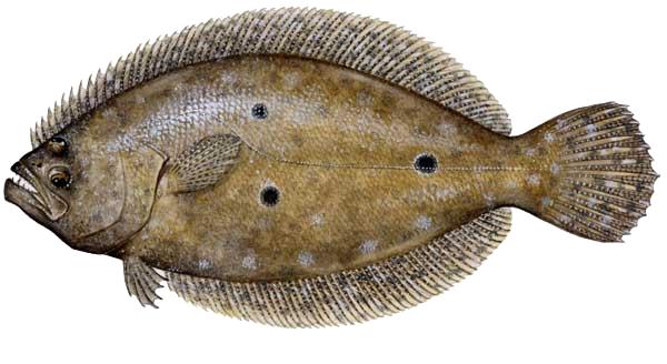 flounder-large