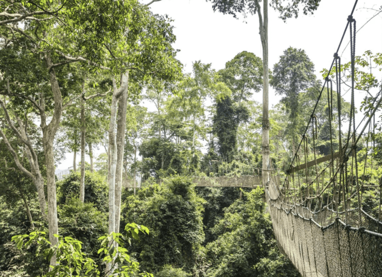 ghana_flora_wildlife